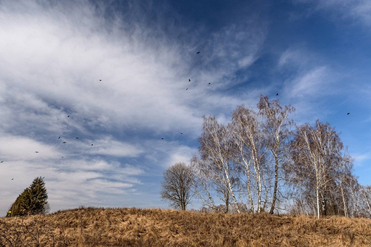 березы, весна, деревья, красота, март, небо, облака, пейзаж, природа, птицы, россия, Юлия Лаптева
