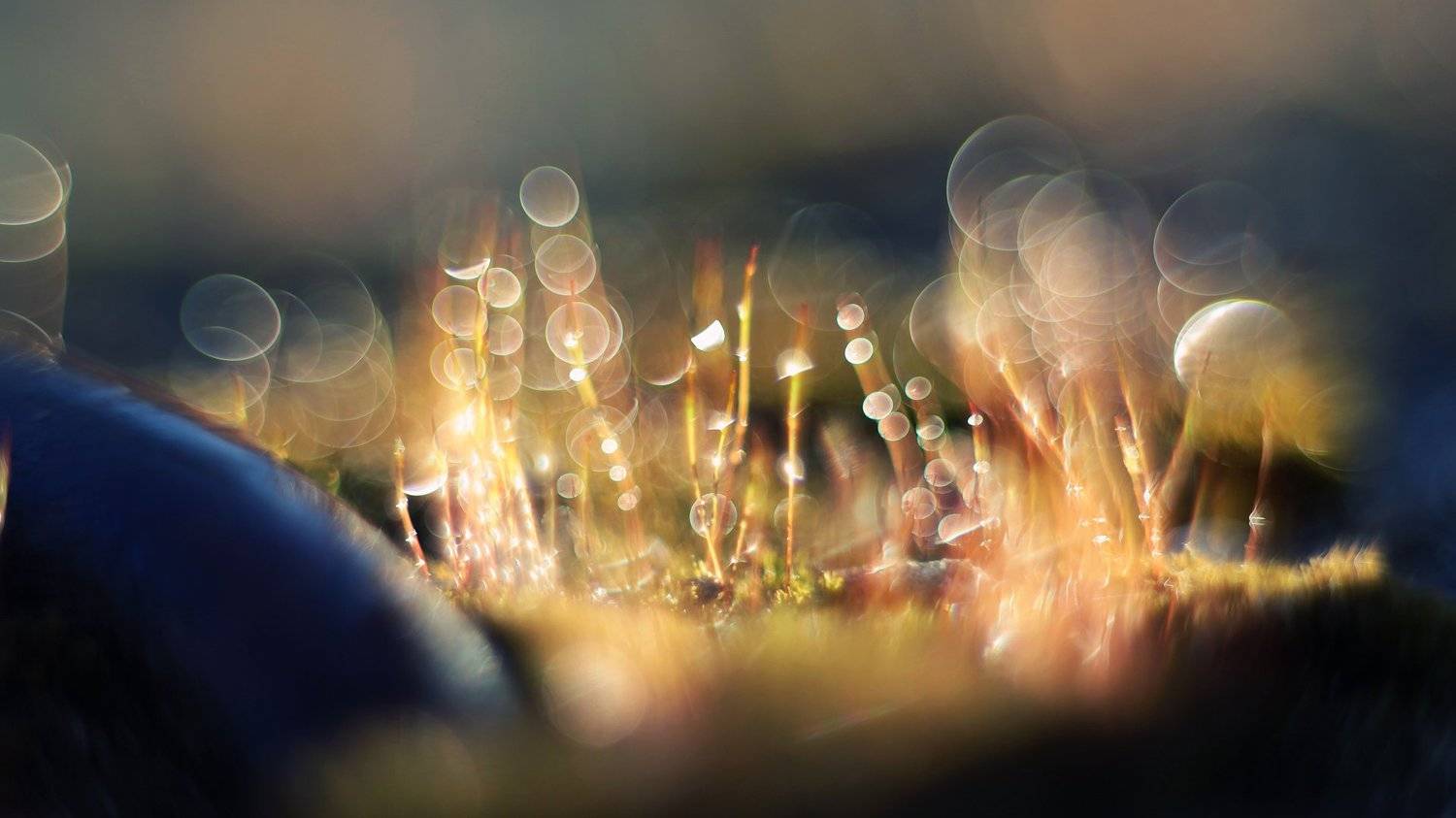 , Сухов Виталий