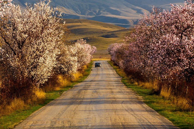 Весна на Меганоме фото превью