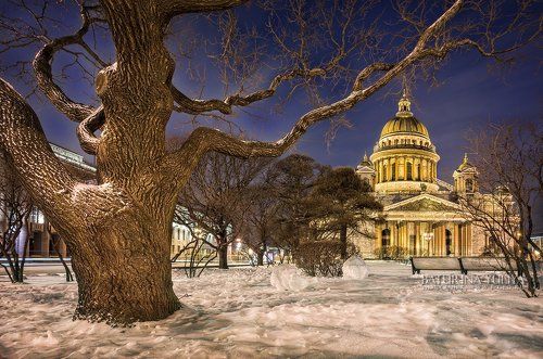 В корявых лапах старика