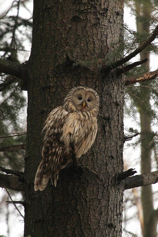 Strix uralensis фото превью