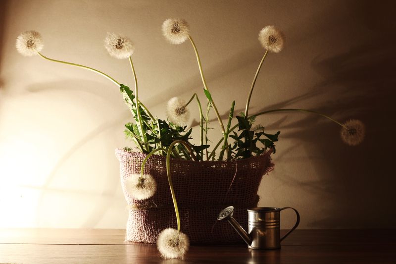 *** фото превью