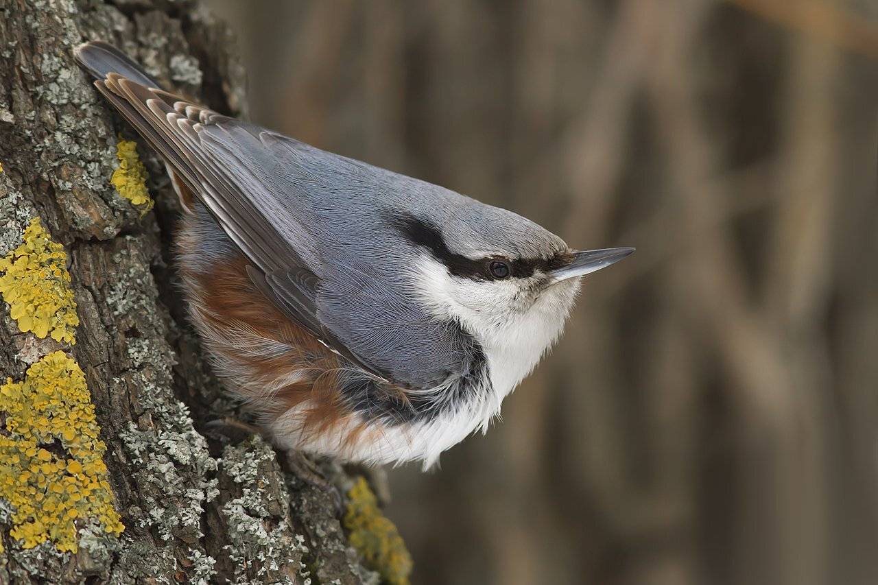 , Дмитрий Кугувалов
