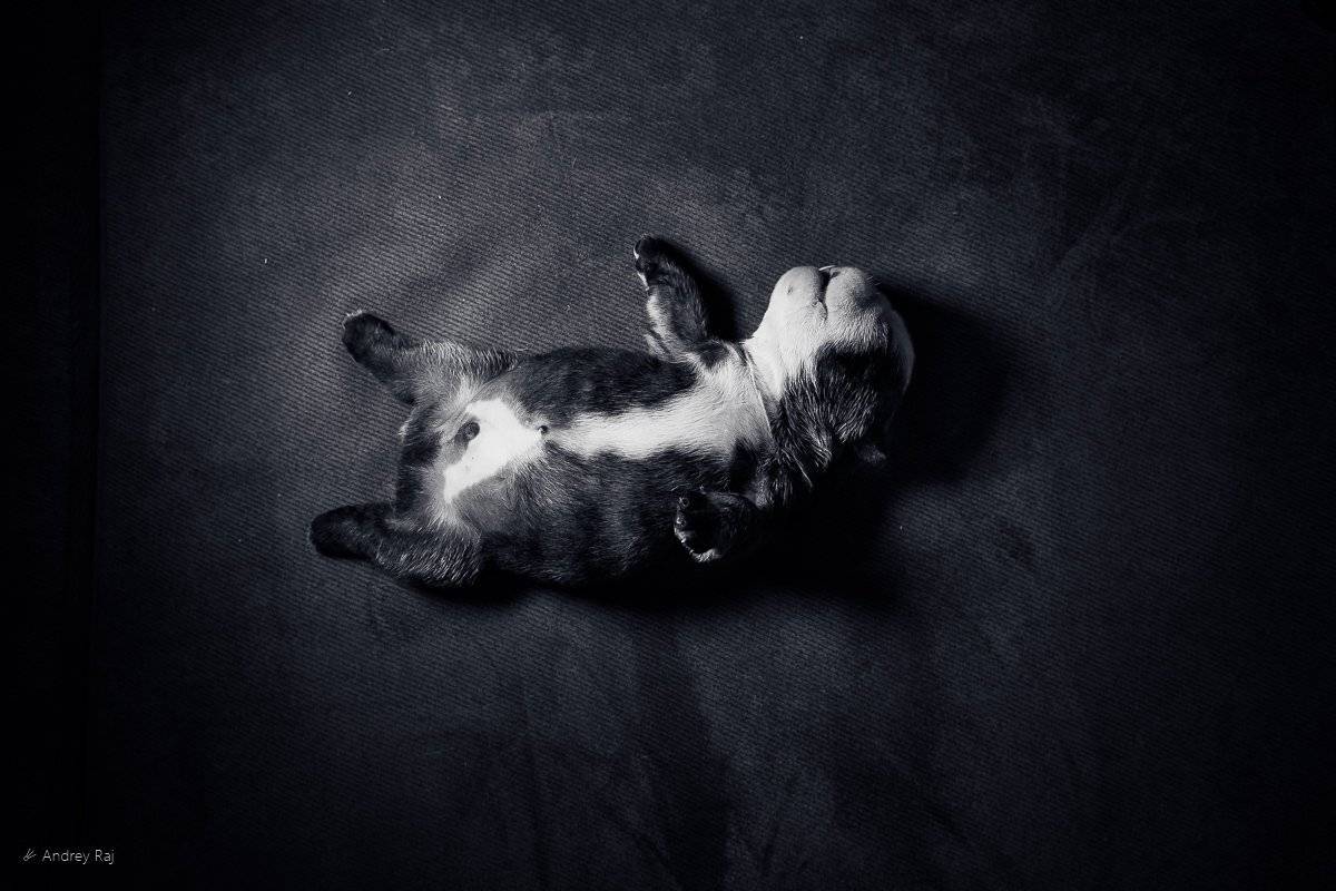 , Andrey Raj