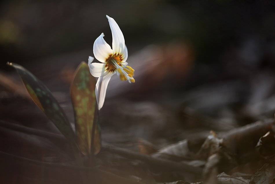 , Иваненко Светлана