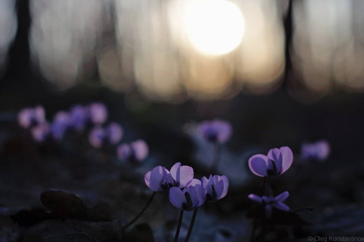 Адыгея, Майкоп, Первоцветы, Северо-западный кавказ, Цикламен, Олег Константинов