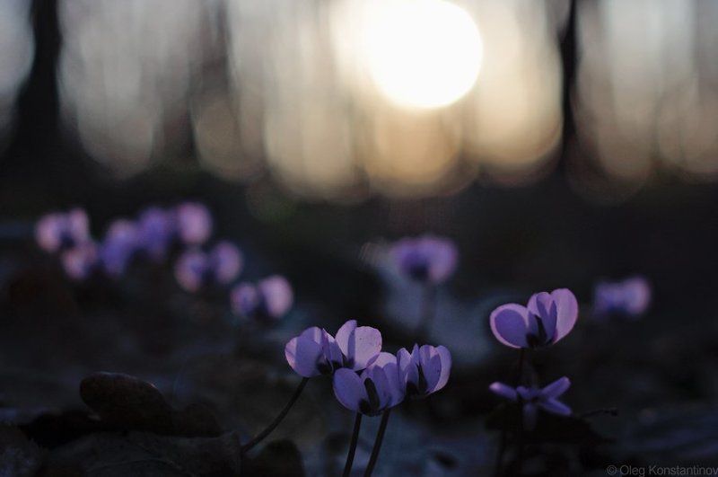 Адыгея, Майкоп, Первоцветы, Северо-западный кавказ, Цикламен Spring\'s Sunset фото превью