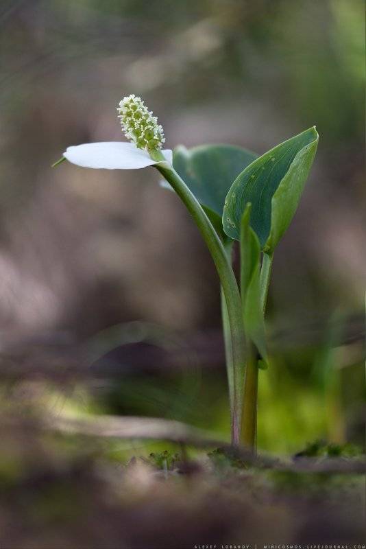 , Алексей Лобанов