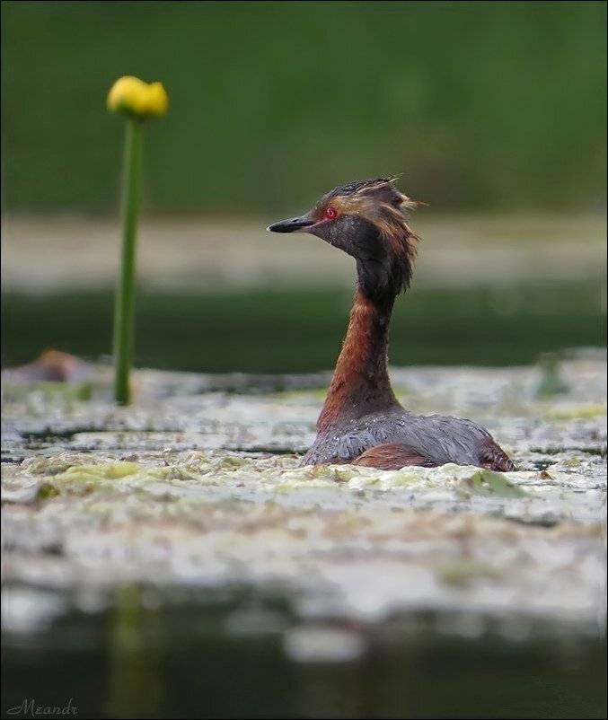 красношейная_поганка, Андрей Медведев
