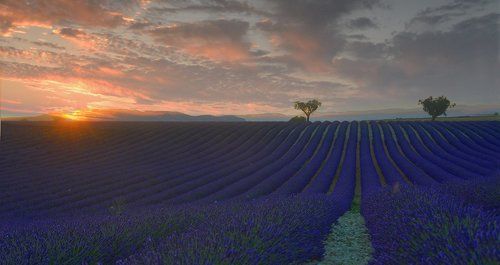 Лавандовый рай.