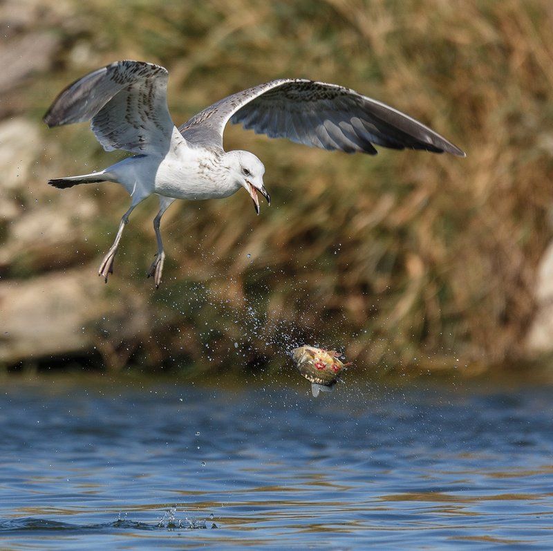 Раззява фото превью