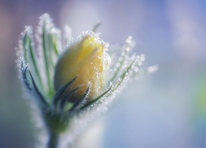 Просыпается сон-трава фото превью