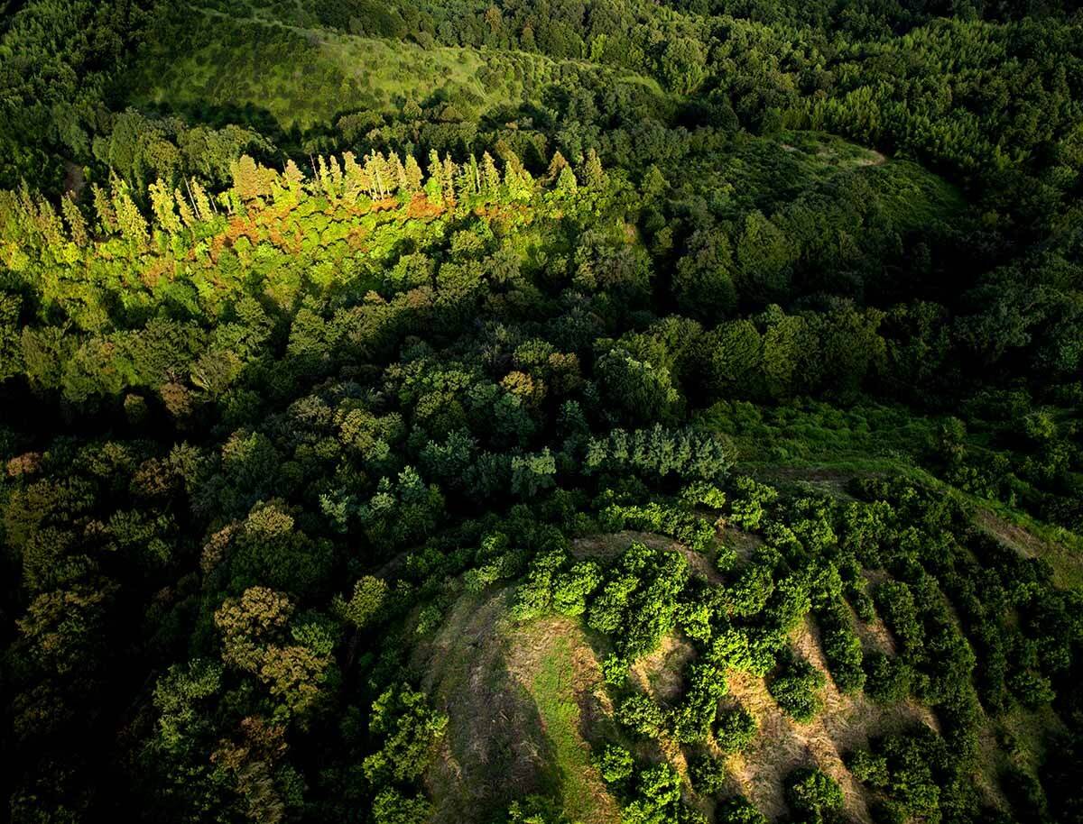 Абхазия, Кавказ, лес, сад, предгорья, аэро, aerial, Борис Резванцев