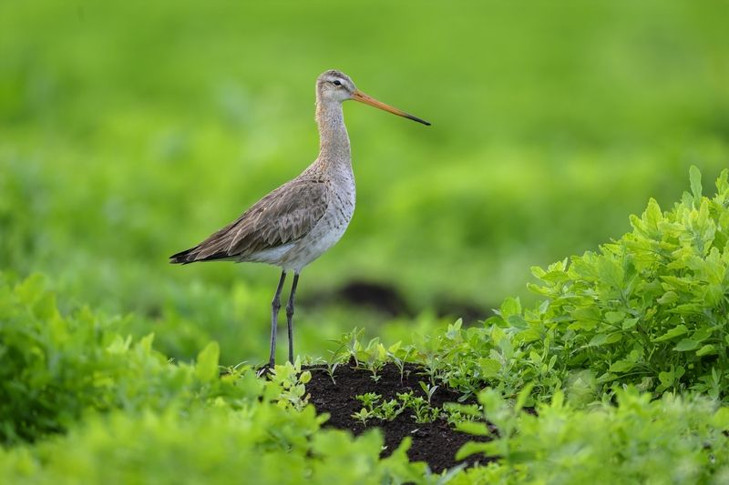 Большой веретенник фото превью