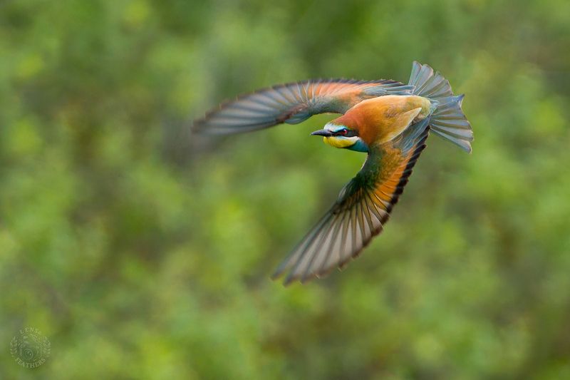 Щурка - Lens and Feathers фото превью