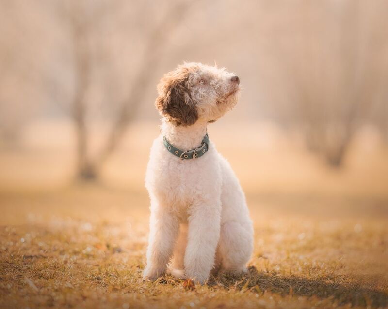 Zuzu фото превью