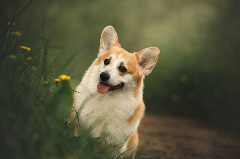 фото превью