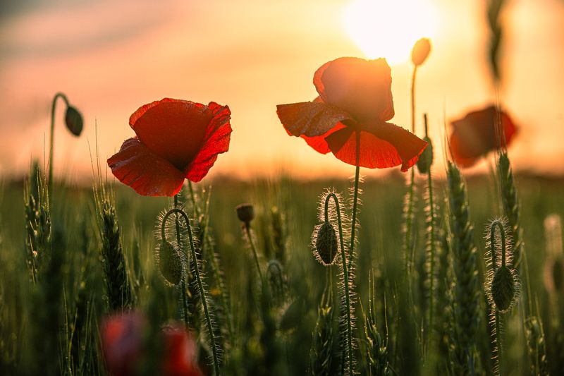 Закатные маки фото превью