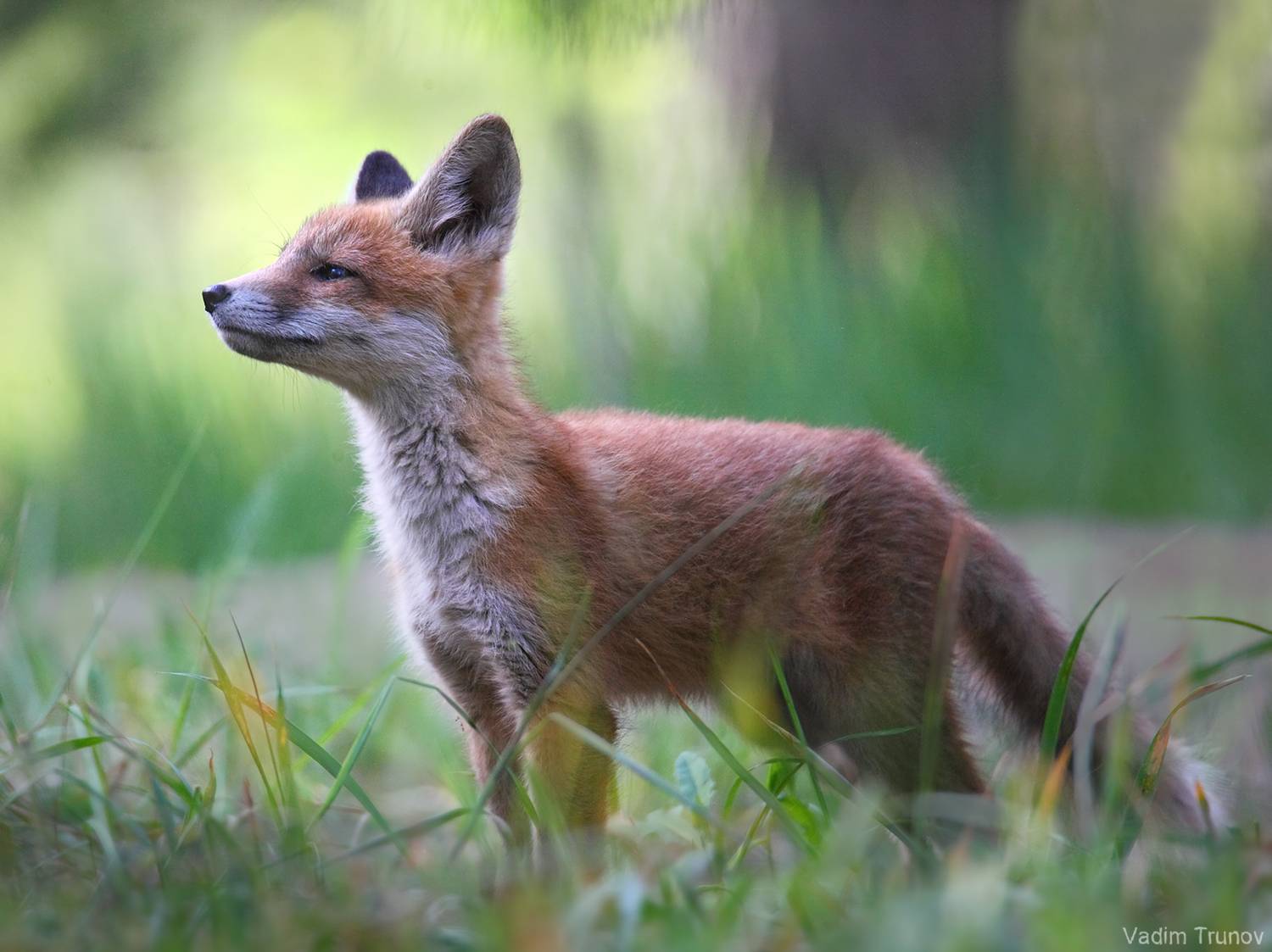 лисёнок,  fox, Вадим Трунов