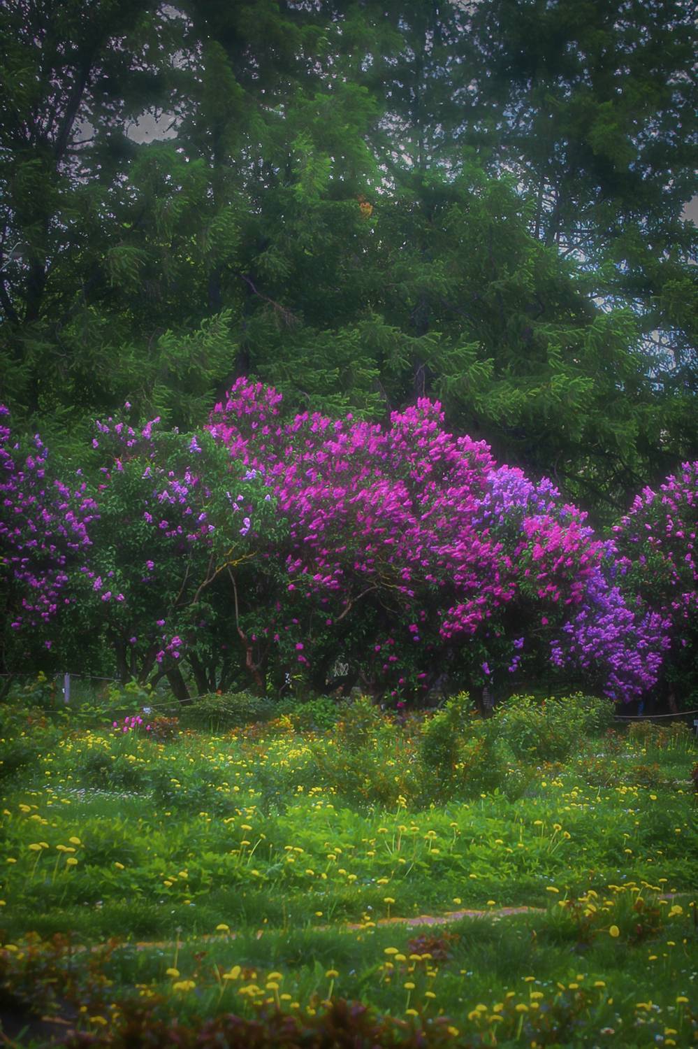 пейзаж, landscape, nature, природа, весна, spring, сирень, цветы, flowers, Julia Kaissa