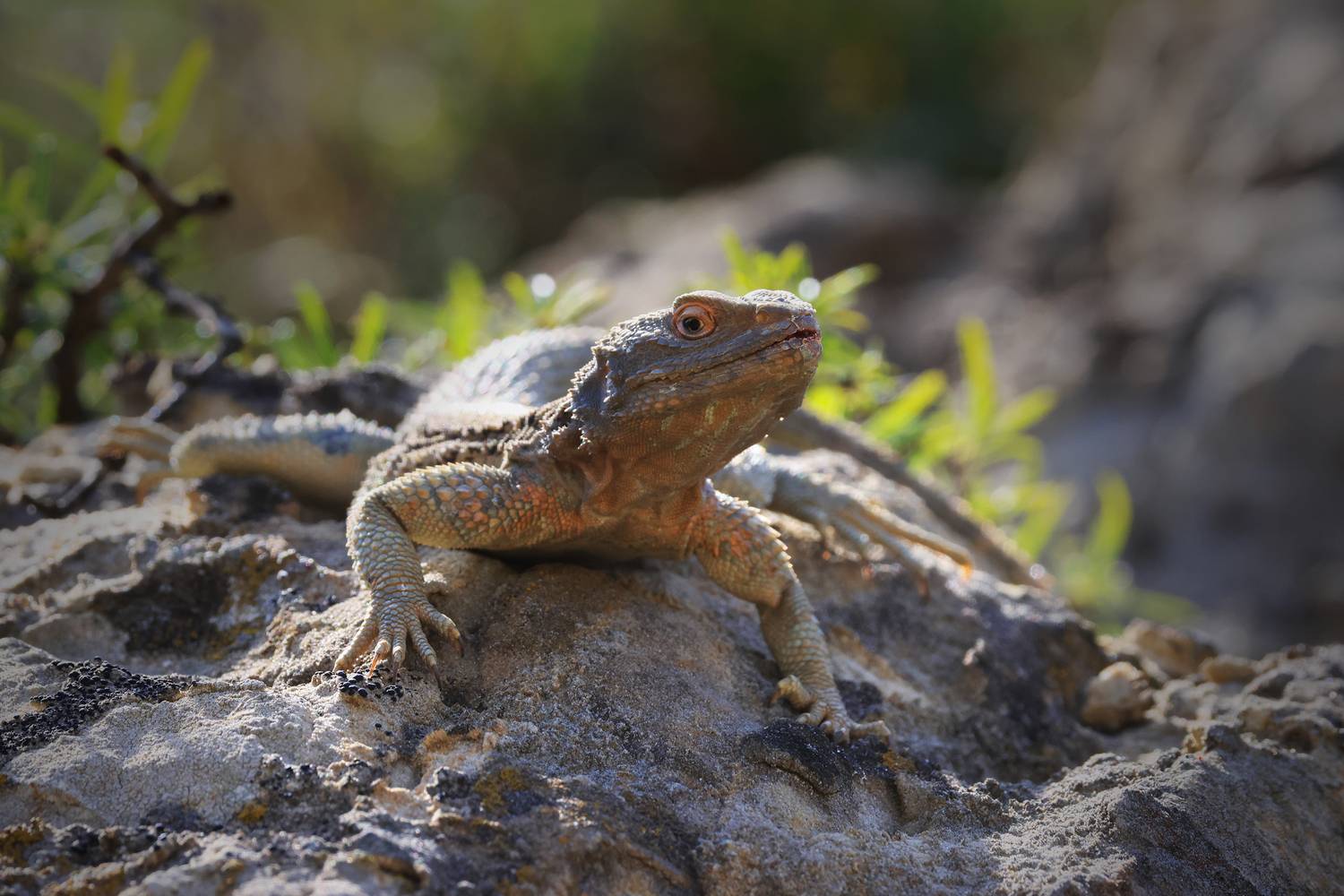 кавказская агама,ящерица,горы,дагестан,, Magov Marat