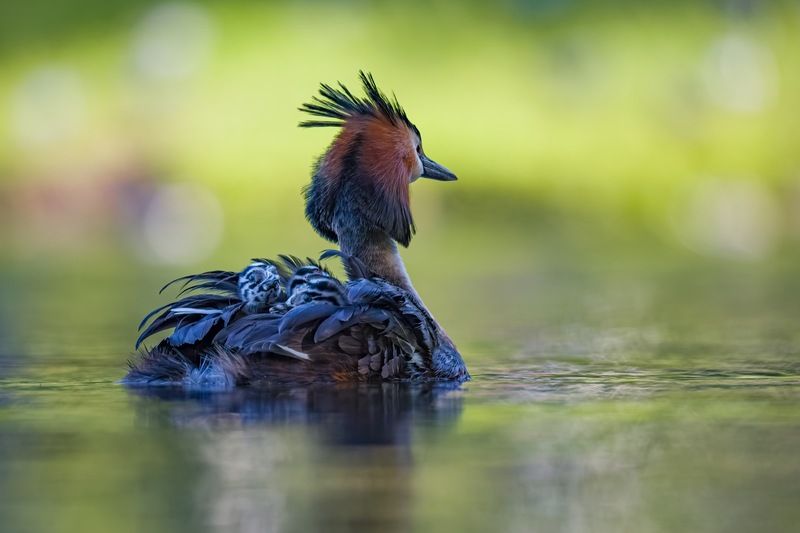 поганка, большая поганка, птенцы, чомга, птицы Прятки на маминой спине фото превью