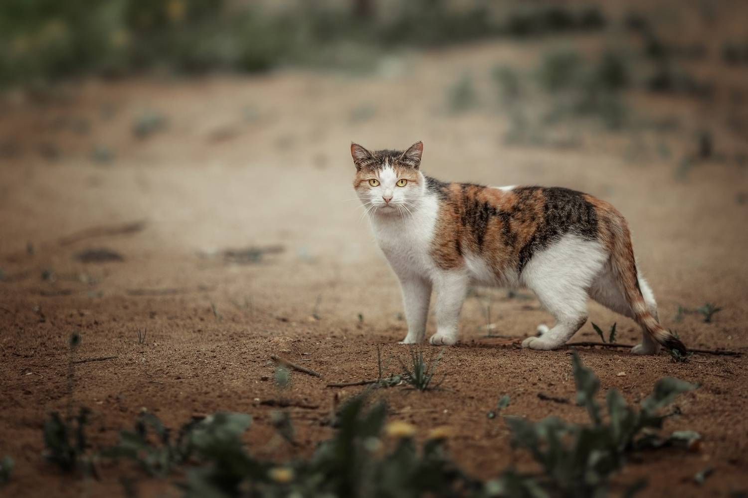 , Наталия Матвеева