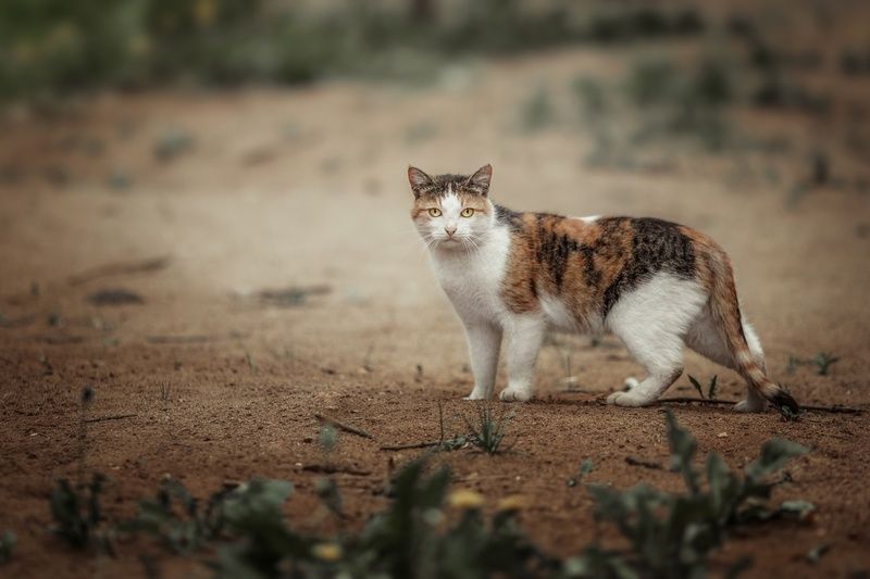 КошАка-подозревАка фото превью