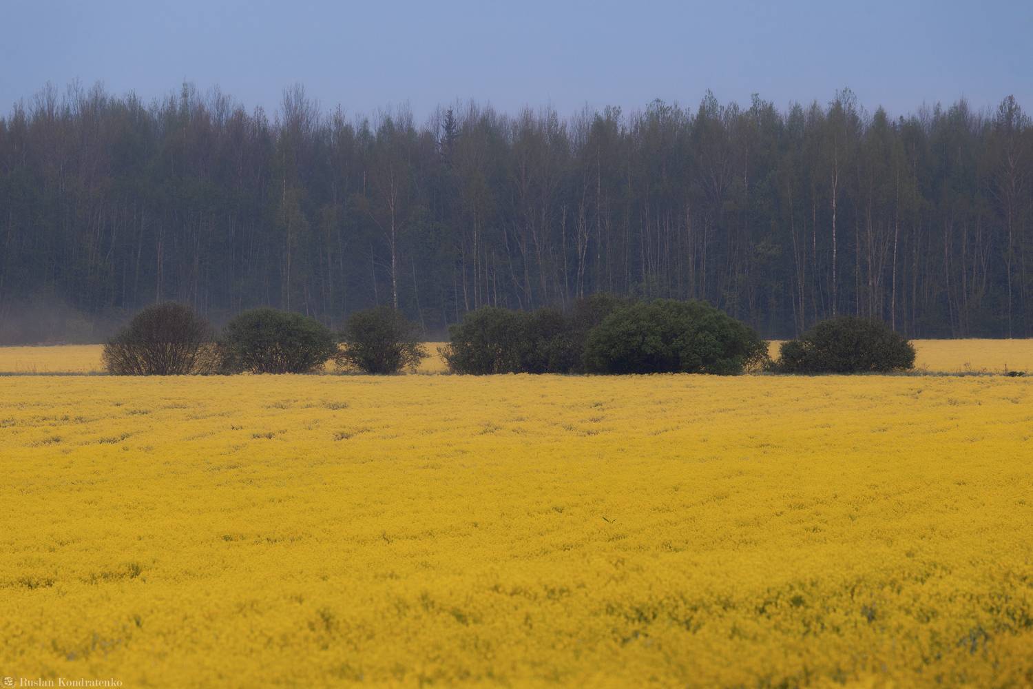 Рапс, рапсовые поля, Кондратенко Руслан