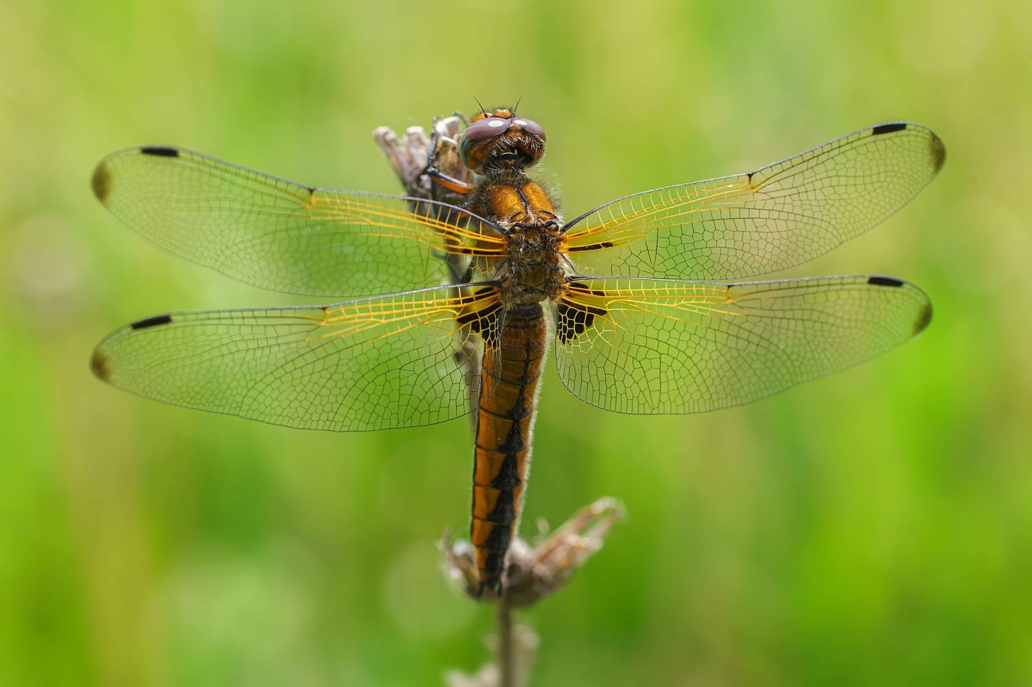 , Корнеев Алексей