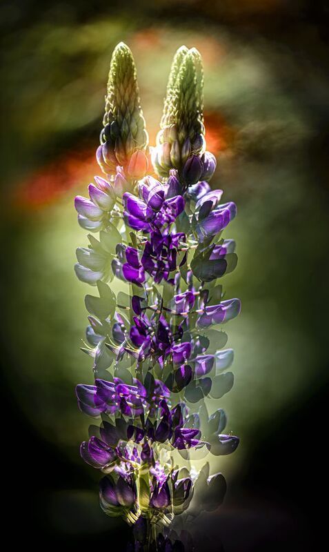 мультиэкспозиция Возгорание фото превью