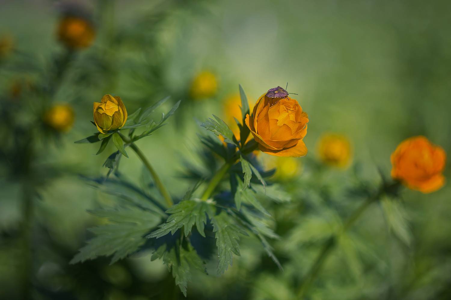 , Юдинских Марина