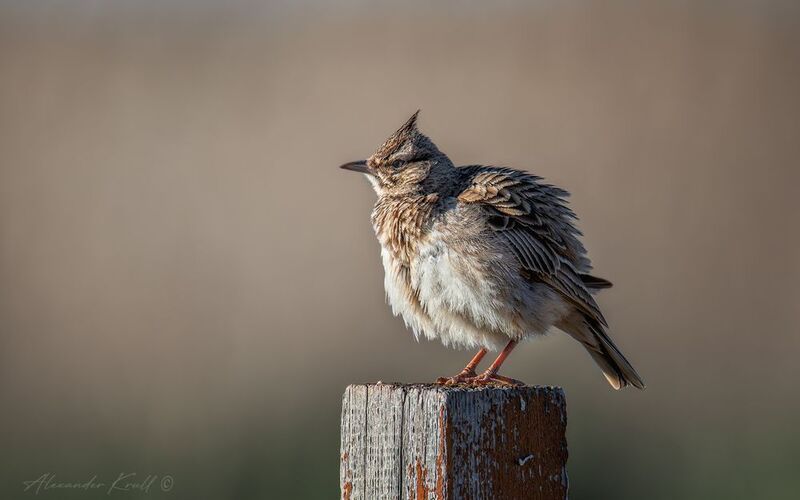 жаворонок, хохлатый жаворонок, galerida cristata, утро Пухлячок фото превью