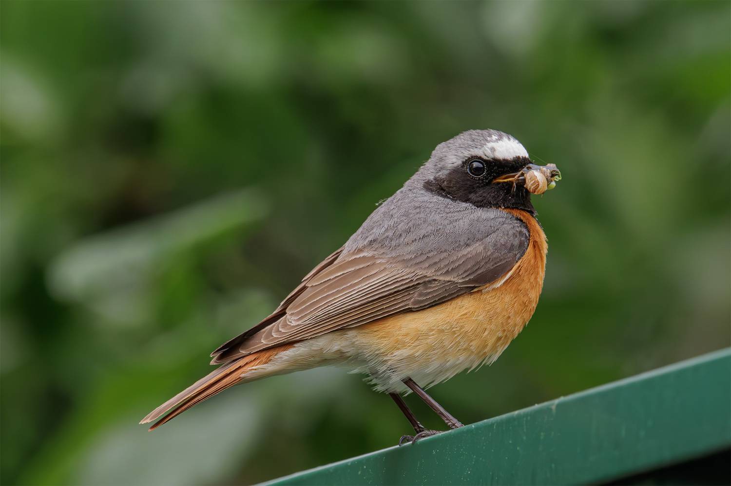 , Морозов Сергей