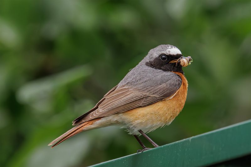 Горихвостка обыкновенная фото превью