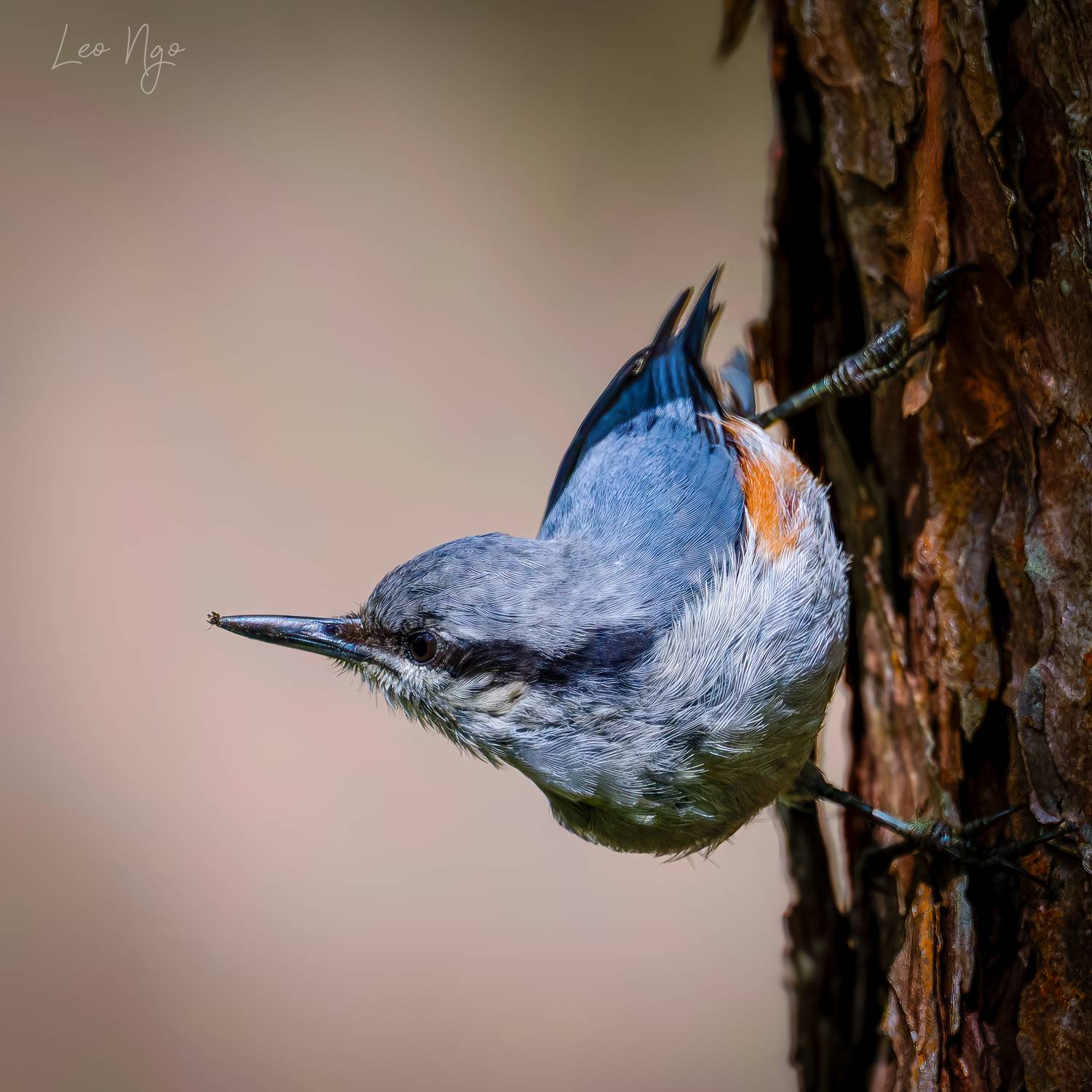 , Ngo Hoang Nguyen - Leo Ngo