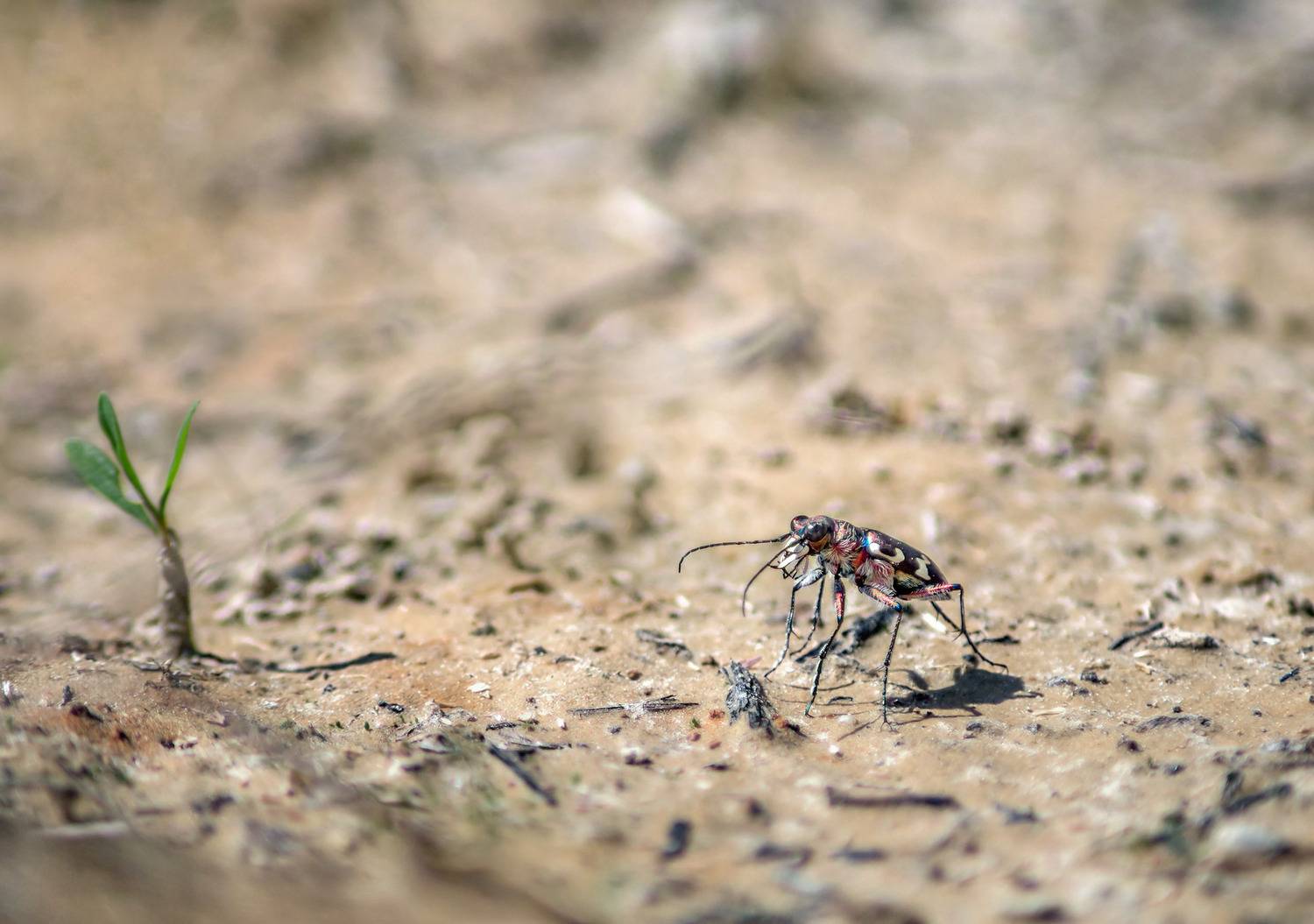 Жук, скакун,быстрый, хищник, Чепленко Алексей