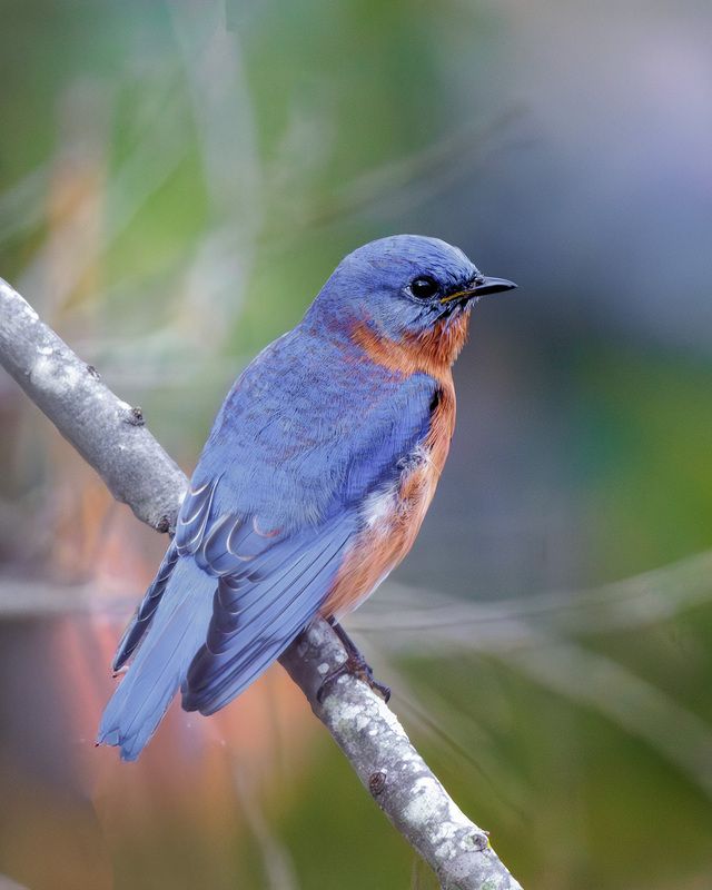 Восточная сиалия фото превью