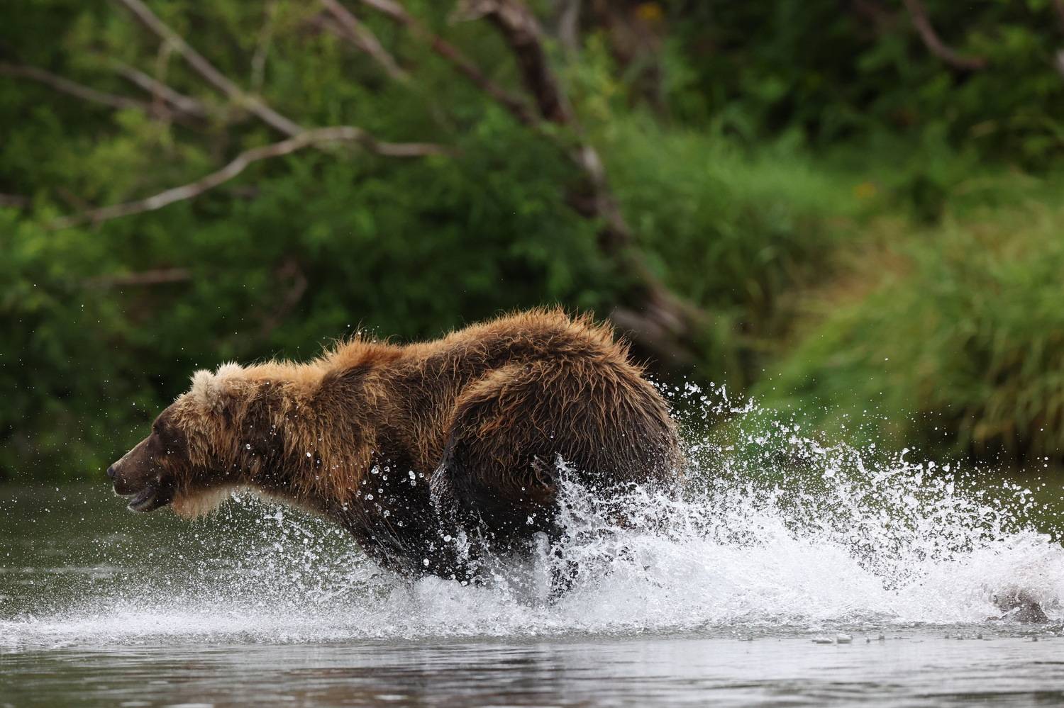 Бурый медведь, Камчатка, Leonid Golubkov