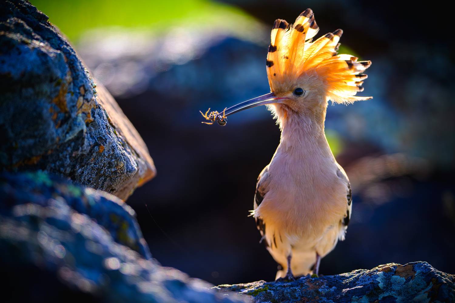 , Владимир Ежов