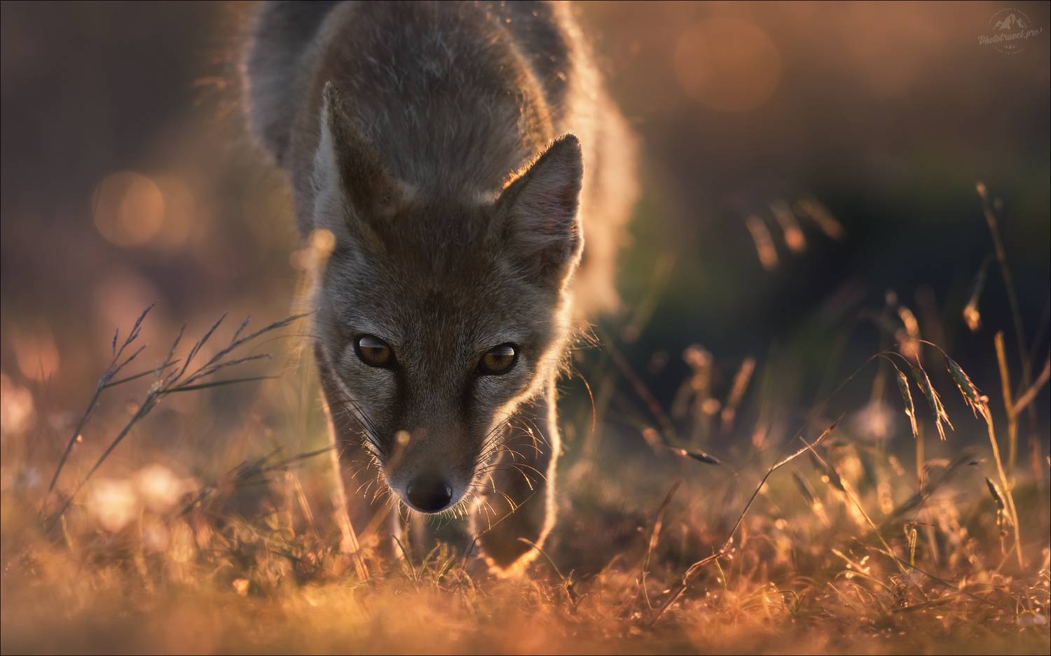 корсак, лиса, степная лиса, взрослый корсак, маныч,заповедник черные земли, корсачок, фото корсака, молодой корсак, степная лисица, vulpes corsac, калмыкия, черные земли,  корсачонок, калмыцкий корсак, корсаки, vulpes corsac kalmykorum, фотографии корсака, Влад Соколовский