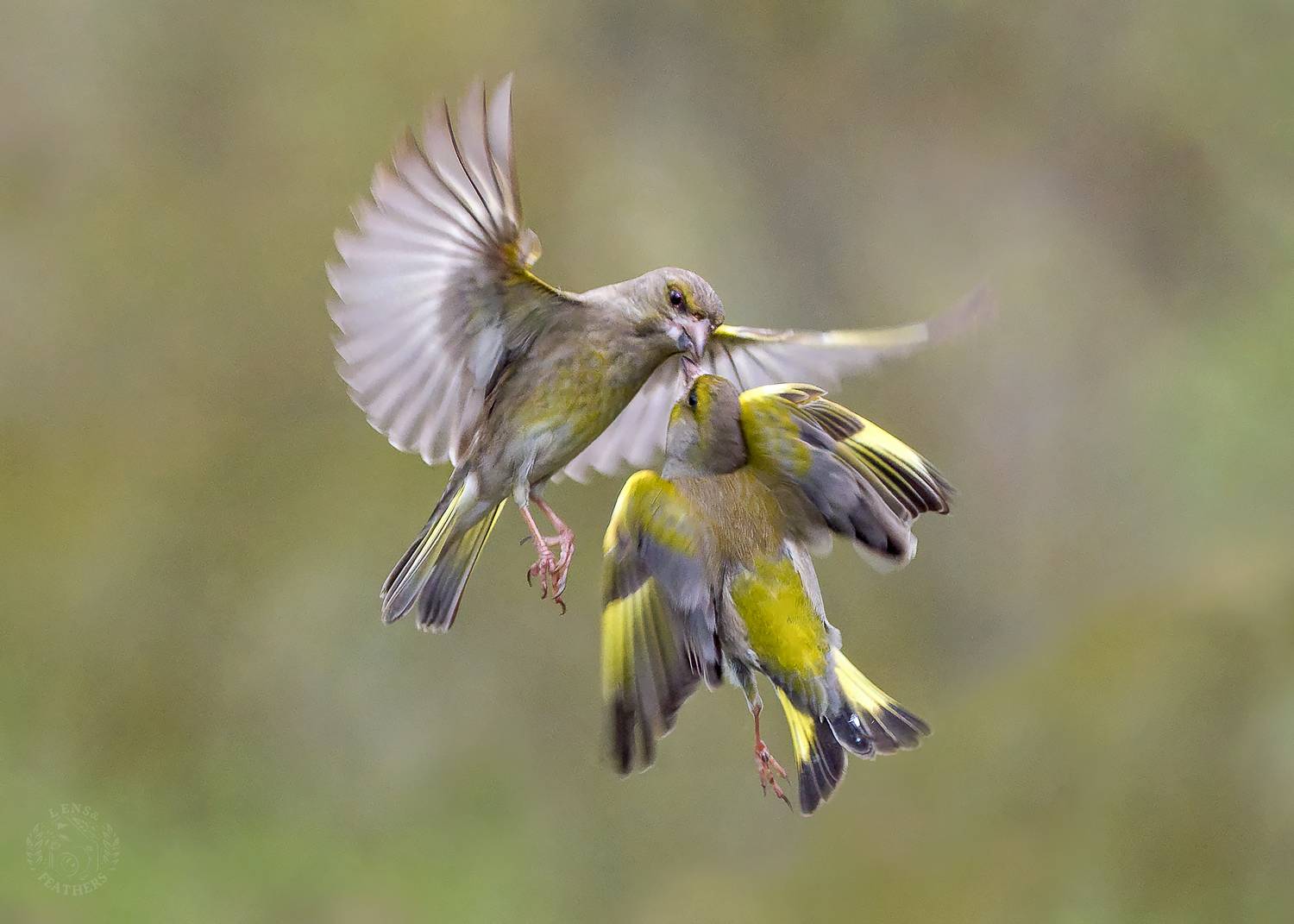 , Евгени Стефанов