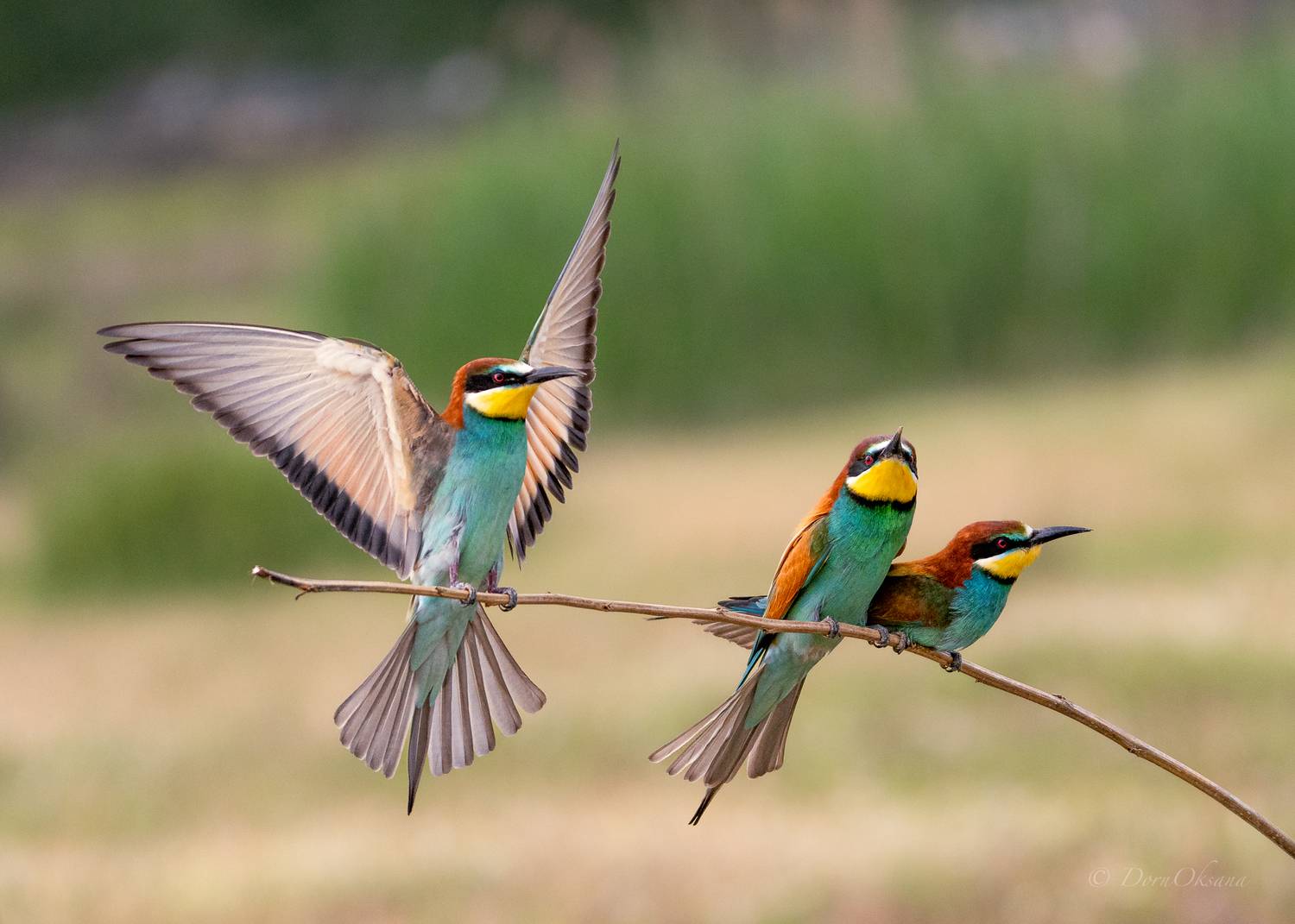 bee-eaters, birds, золотистые, щурки, пчелоеды, птицы, Дорн Оксана