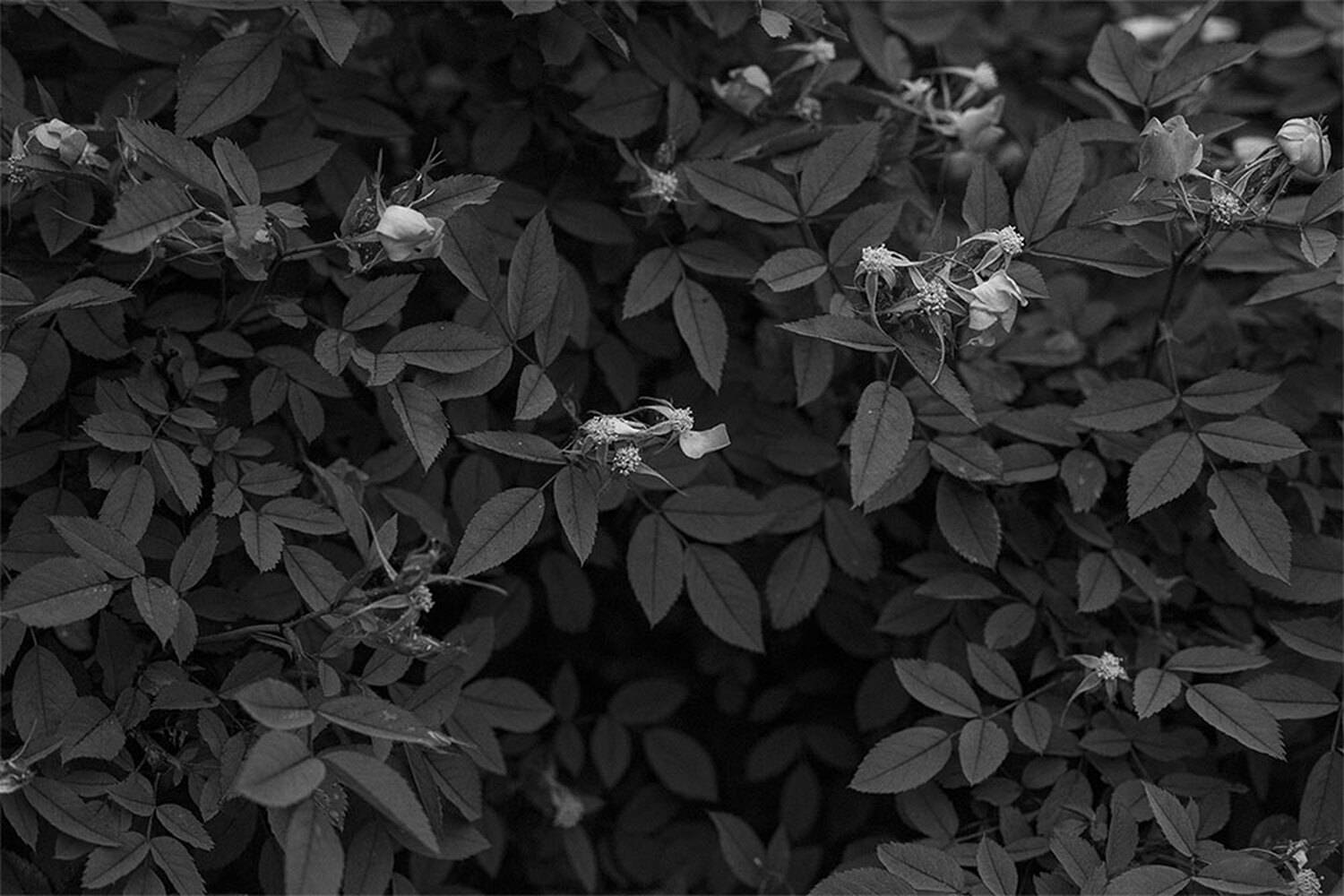 , Чудинин Дмитрий