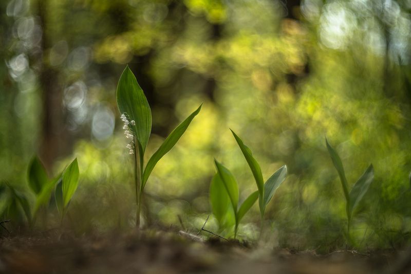 ландыши, весна, свет, лес, макро, природа, геннадий мещеряков, nikon d 850, гелиос-40-2 1,5/85 никон. Просто майское... фото превью