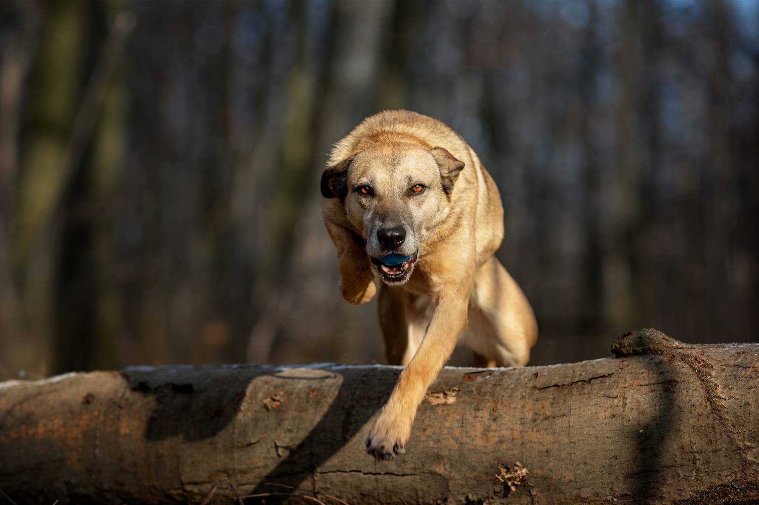 , Елена Самусенкова