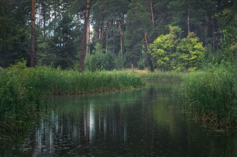 дождь, казань, россия, лес, озеро Дождливый день фото превью