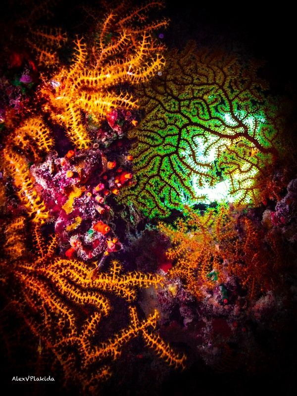 Когда солнце заглядывает в окно под водой… фото превью