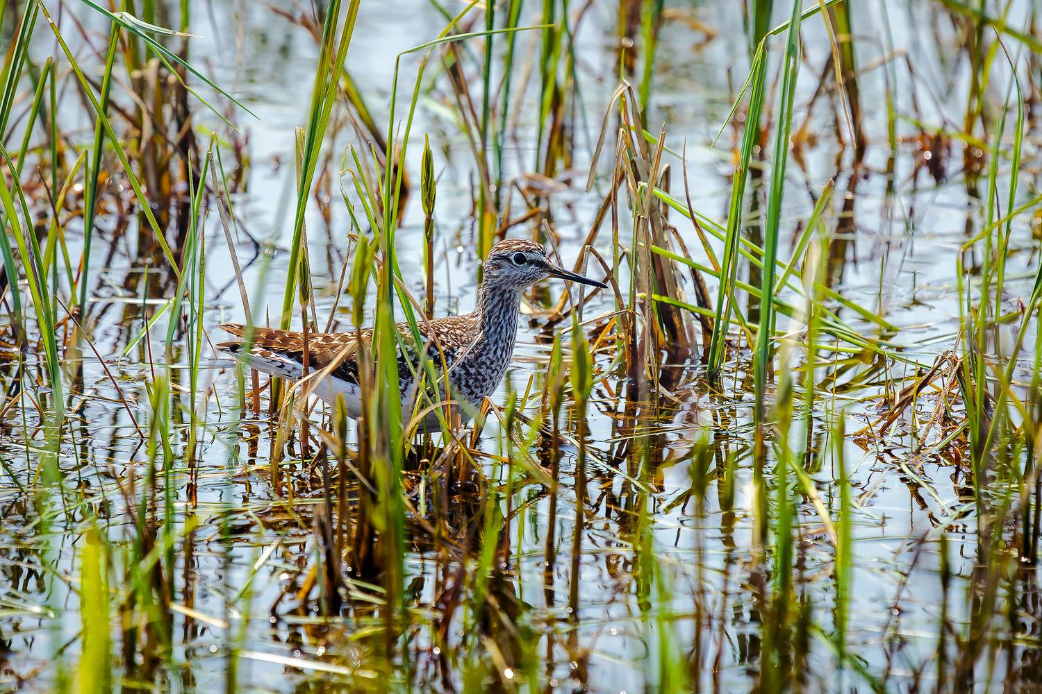 фифи, кулик, Уткин Дмитрий