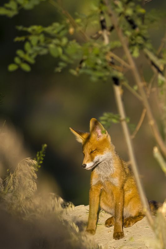 природа *** фото превью